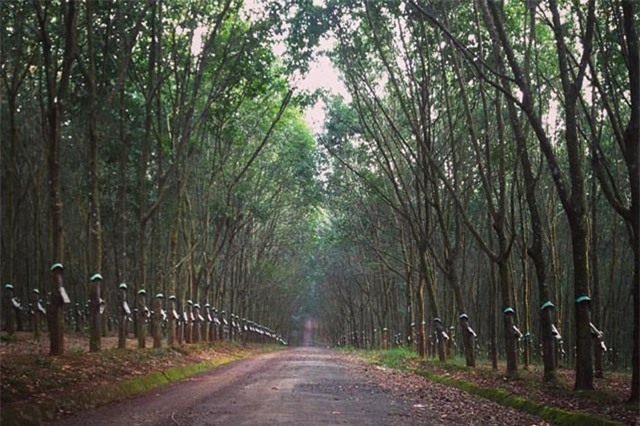 Thách thức lớn với cao su Việt Nam