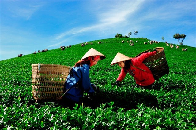 Phát hiện tình trạng trốn đóng BHXH