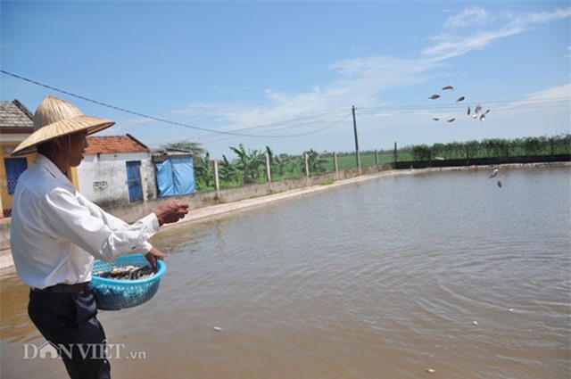 Lão nông Ninh Bình kiếm tiền tỷ nhờ con cá lóc bông
