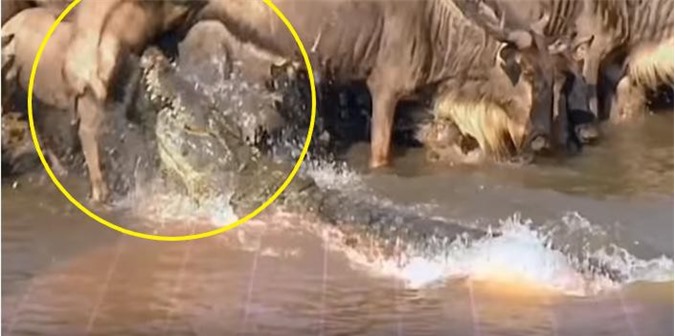 Clip: Tận mục kỹ năng săn mồi tuyệt đỉnh của cá sấu