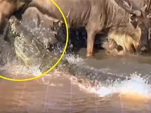 Clip: Tận mục kỹ năng săn mồi tuyệt đỉnh của cá sấu