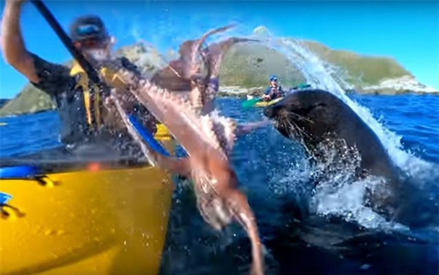 Hải cẩu ném bạch tuộc vào mặt người chèo kayak