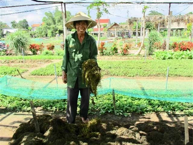 tuyet chieu trong rau sach bang rong cua nong dan xu quang hinh anh 1