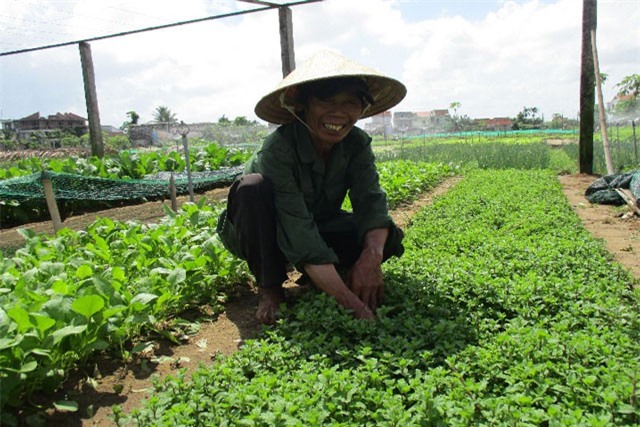 Tuyệt chiêu trồng rau sạch bằng rong của nông dân xứ Quảng