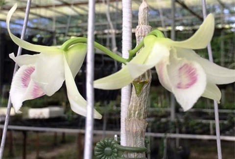 10 loại lan quý được ưa chuộng tại Việt Nam