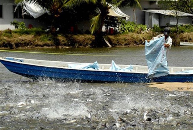 Giá cá tra lập kỷ lục mới