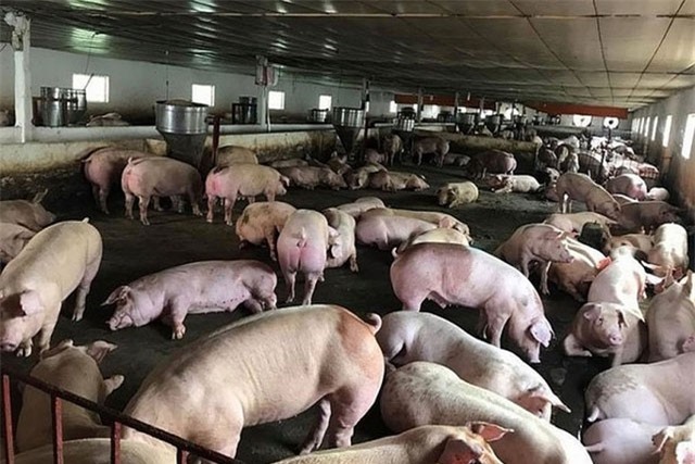 Bác thông tin dịch tả lợn châu Phi xuất hiện tại Việt Nam