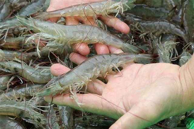 BẢN TIN TÀI CHÍNH-KINH DOANH: Kiếm 100 triệu/tháng nhờ cây ổi, tôm Việt vào Mỹ có thể được miễn thế