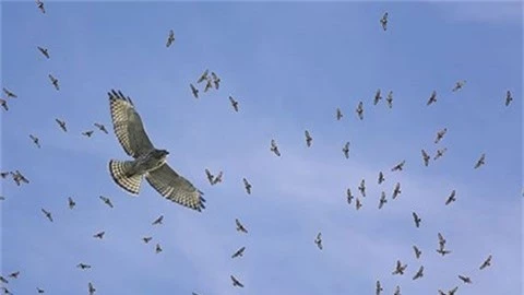 Kinh hoang 13.000 con chim 