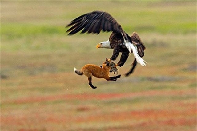 Cuộc chiến giành con mồi quyết liệt giữa đại bàng và cáo