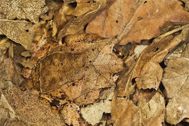 Tài ngụy trang cực đỉnh của động vật khiến người phải thán phục