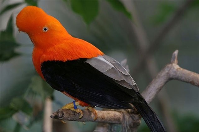 Loài chim được chọn là quốc điểu của Peru có gì đặc biệt?