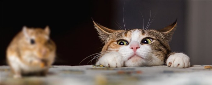 Nghiên cứu cho thấy, mèo thực sự vô dụng trong việc làm giảm số lượng chuột