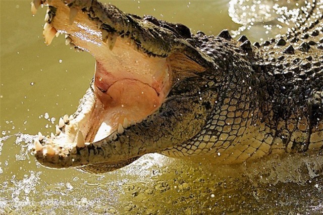  Clip: Những màn ác chiến nảy lửa giữa cá sấu và động vật khác