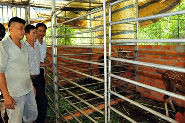 Mở nhạc nuôi hươu lấy nhung cho hiệu quả kinh tế cao