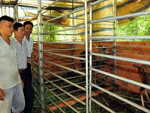 Mở nhạc nuôi hươu lấy nhung cho hiệu quả kinh tế cao
