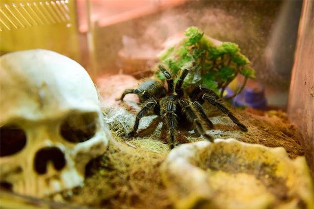 Rùng người thú chơi "quái vật" nhiều chân khủng của những dân phố