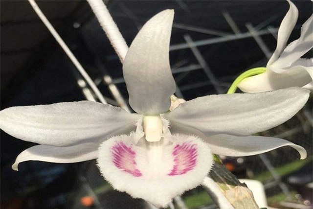 Chi 6,8 tỷ đồng mua lan thưởng lãm và những 'thú đốt tiền' khó tin của nhà giàu Việt