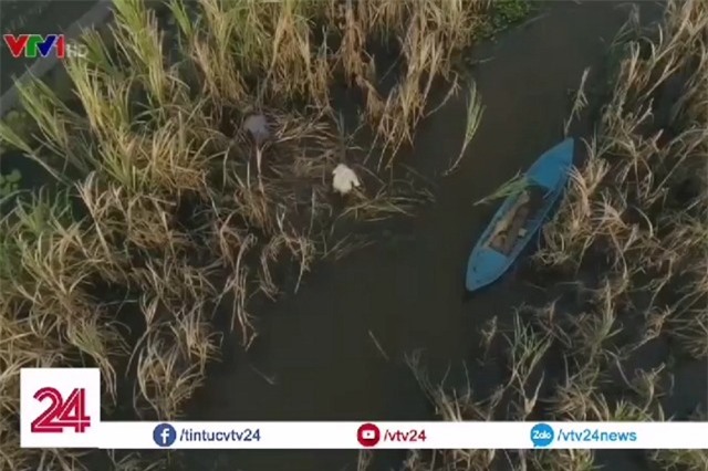 Clip: Nông dân Hậu Giang 'bất lực' nhìn cánh đồng mía chết dần