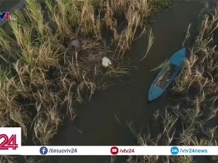 Clip: Nông dân Hậu Giang 'bất lực' nhìn cánh đồng mía chết dần