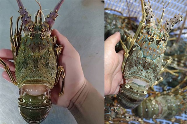 Nhà giàu Việt đua nhau "săn" tôm hùm Angola khổng lồ có giá "đắt cắt cổ"