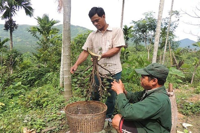 Giá cau tăng không tưởng, mang tiền tỷ cho người trồng