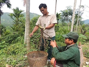 Giá cau tăng không tưởng, mang tiền tỷ cho người trồng