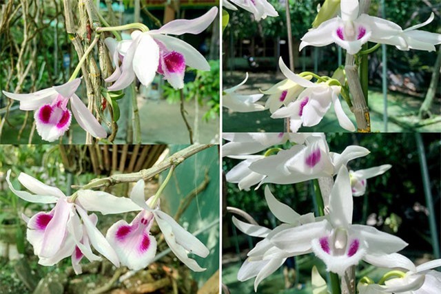 BẢN TIN TÀI CHÍNH-KINH DOANH: Giá cau tăng kỷ lục, sự thật về những vụ lan tiền tỷ