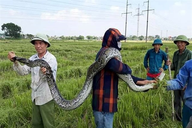Con trăn dài 2,5 m do người dân bắt lúc gặt lúa được thả về tự nhiên