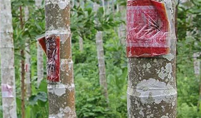 gia cau tang khong tuong, mang tien ty cho nguoi trong hinh 5