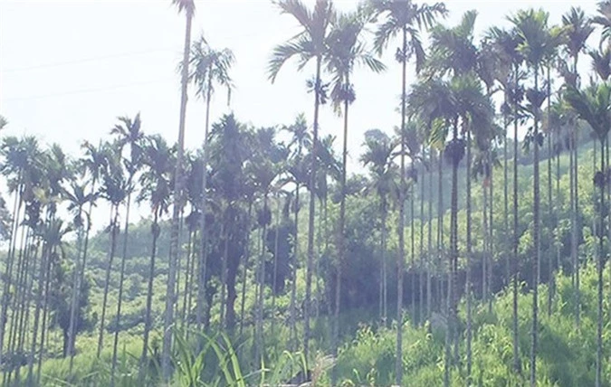 gia cau tang khong tuong, mang tien ty cho nguoi trong hinh 8