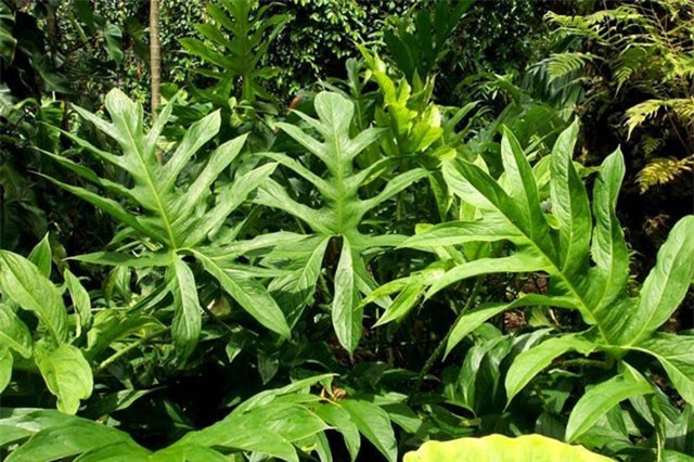 Top rau dại độc lạ, là đặc sản Việt Nam được săn lùng