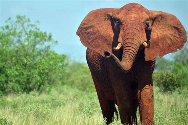 Voi vườn thú giẫm chết nữ du khách gây sốc