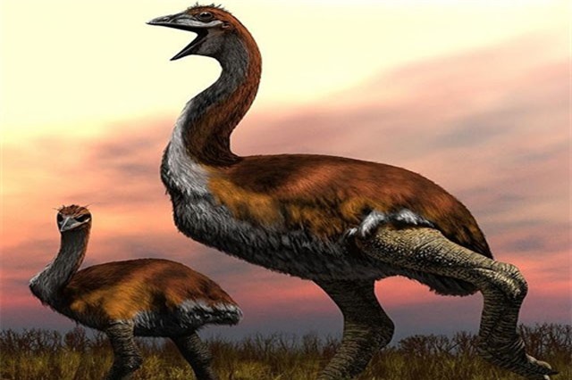 Phát hiện loài chim khổng lồ lớn nhất Trái Đất