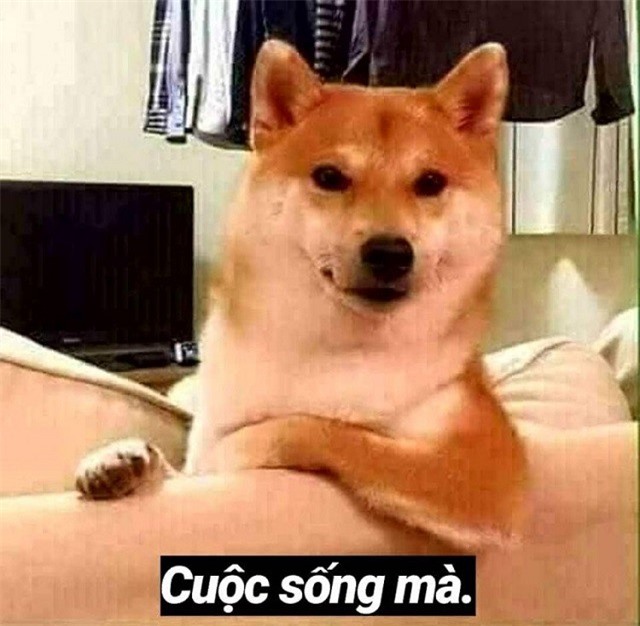 Cười không đỡ được với loạt ảnh chế rần rần theo hot trend cuộc sống mà