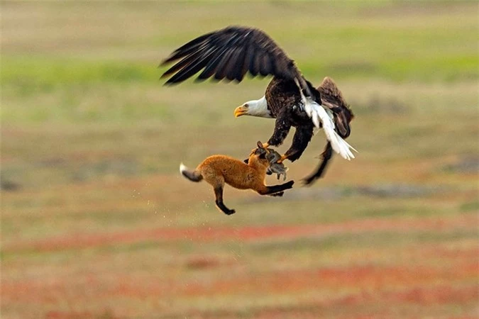 Nhiếp ảnh gia Kevin Ebi đã chụp lại được khoảnh khắc tranh giành con mồi quyết liệt giữa cáo và đại bàng.