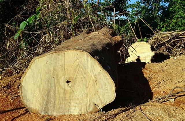 Phá rừng quy mô lớn ở Quảng Nam: Một giám đốc bị bắt giam