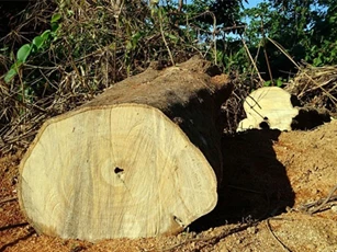 Phá rừng quy mô lớn ở Quảng Nam: Một giám đốc bị bắt giam