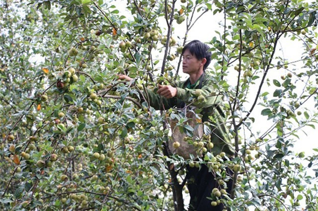 Biến rừng lau, cỏ dại thành đồi táo, lãi hàng trăm triệu/năm