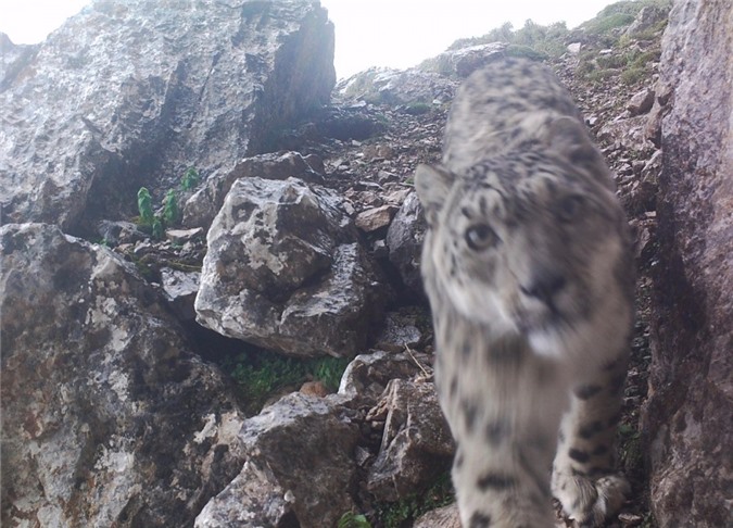 Khoảnh khắc "mặt đối mặt" với báo tuyết trên độ cao 4.870m