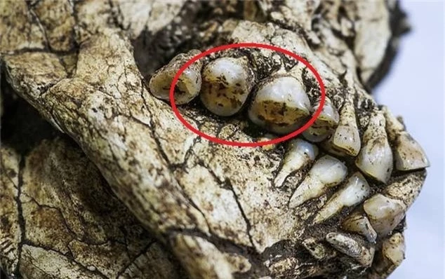 Những chiếc răng gần như nguyên vẹn của một bộ hài cốt được tìm thấy ở Brazil. Ảnh: CEN