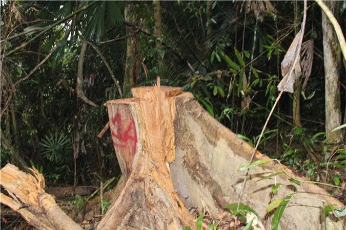 Khẩn trương điều tra vụ phá rừng đầu nguồn ở huyện A Lưới