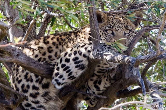 Những hình ảnh động vật ấn tượng nhất