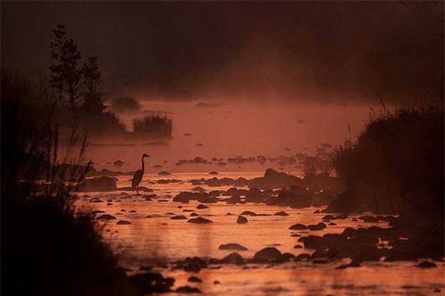 Choáng ngợp vẻ đẹp động vật hoang dã dưới ánh hoàng hôn