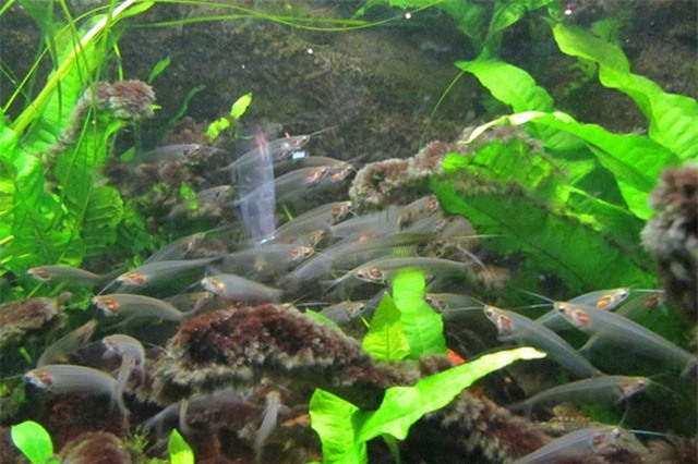 Khám phá bất ngờ về loài cá trong suốt như thủy tinh, cực "hot" ở Việt Nam