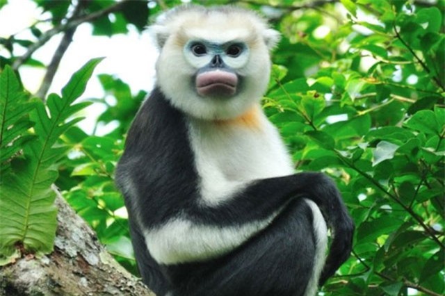 Khám phá thú vị loài voọc mũi hếch chỉ có ở Việt Nam