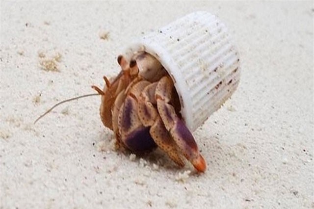 Những tấm hình đầy ám ảnh về "tiếng kêu cứu" của Trái Đất