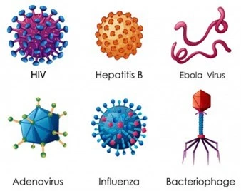 Một số loại virus