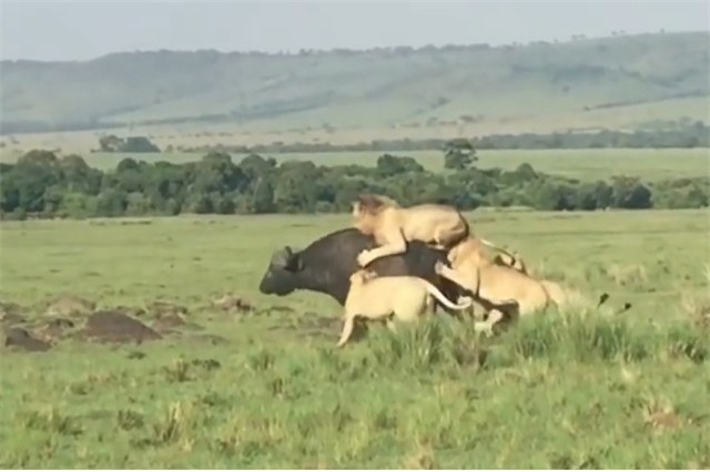 Clip: Trâu rừng "tử chiến" trước 5 con sư tử đực