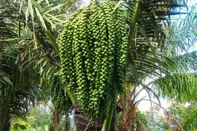 Điều ít ai biết về cây tà vạt đặc biệt của người Cơ Tu